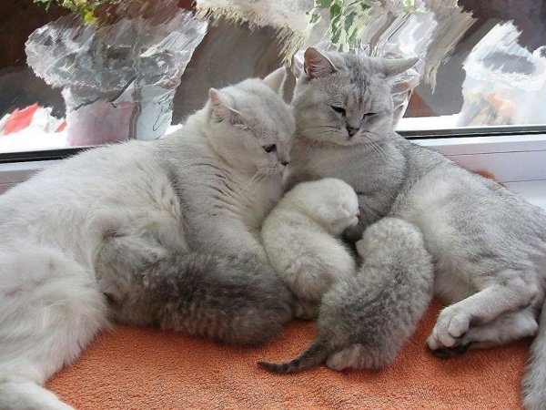 Семья кошек с котятами