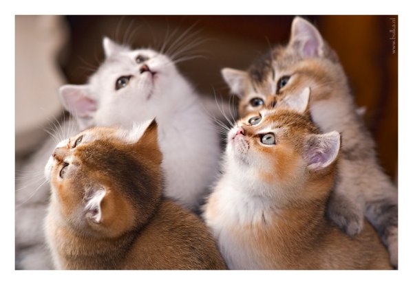 Кошачья семья