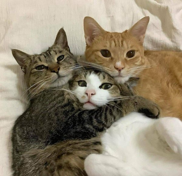 Саванна милые котики вдвоём