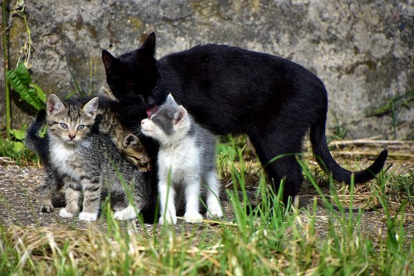 Кошачья семейка
