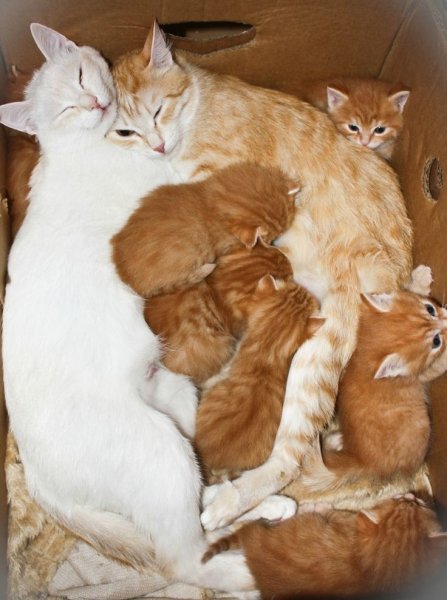 Кошачья семейка