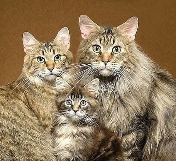 Мейн кун и Сибирская кошка