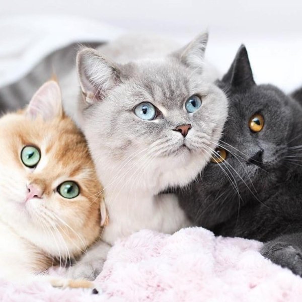 Милая семья котиков