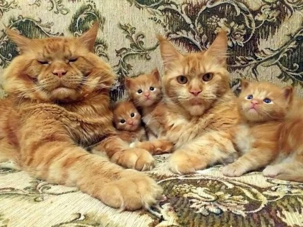Семья Мейн кунов рыжих