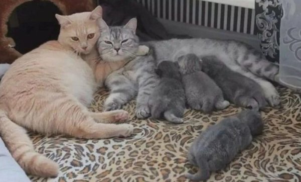 Котята с мамой и папой