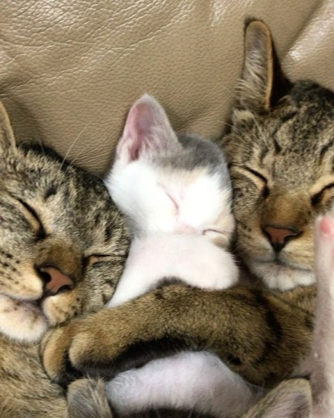 Семья котов