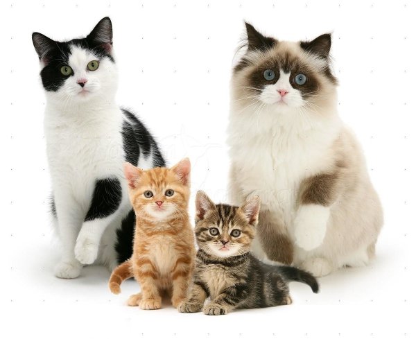 Семья кошек