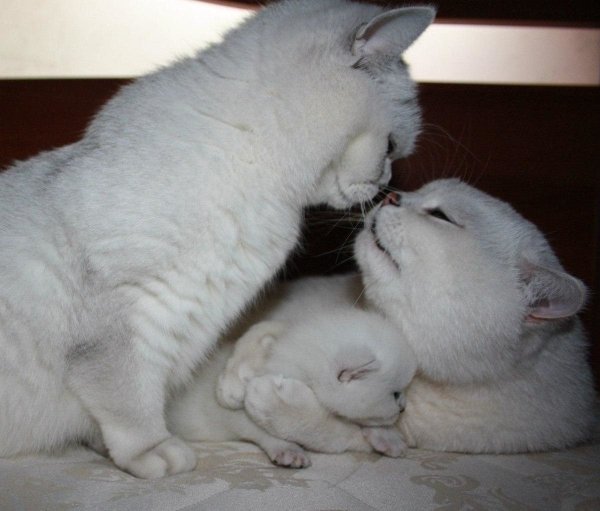 Кот, кошка и котенок