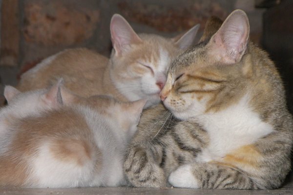 Кот, кошка и котенок