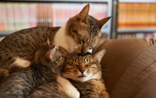 Кот, кошка и котенок