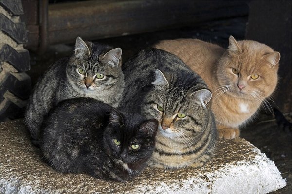 Семейка котов