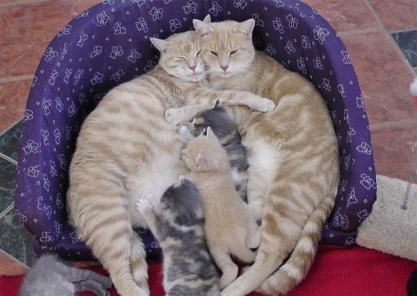 Семья котов