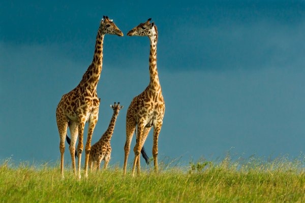 Картинки семья жирафов (45 фото)