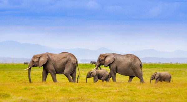 Картинки семья слонов (49 фото)