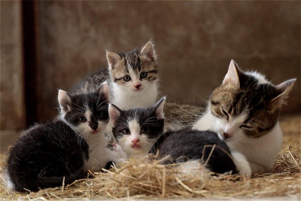 Кошачья семейка