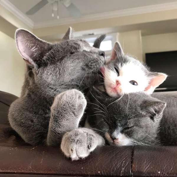 Семья котят
