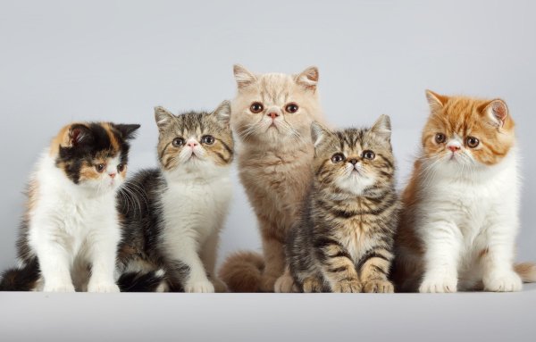 Семья кошек