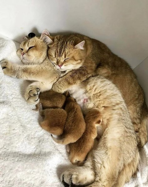 Счастливая семья котиков