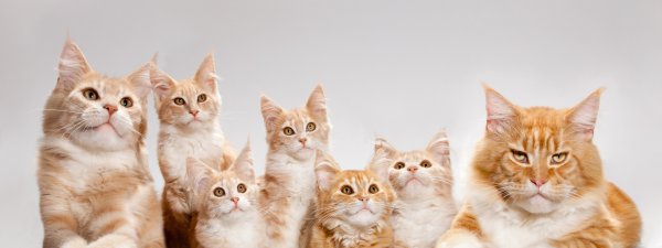 Семья кошек 4 кошки