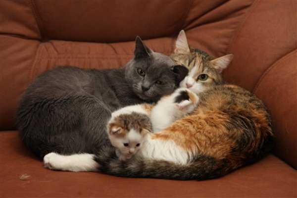 Кот кошка и котенок семья