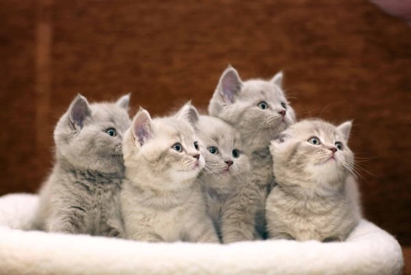 Шесть котят