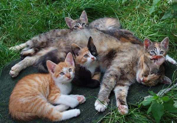 Картинки семья котят (49 фото)