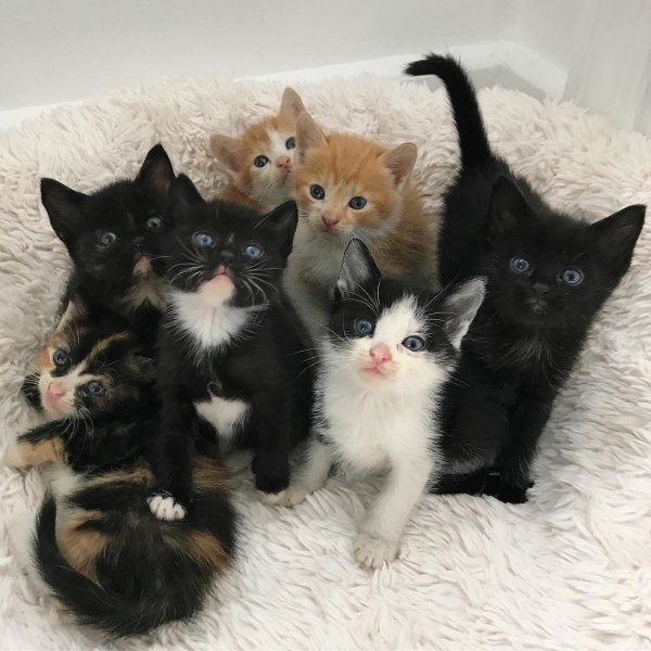 Семеро котят