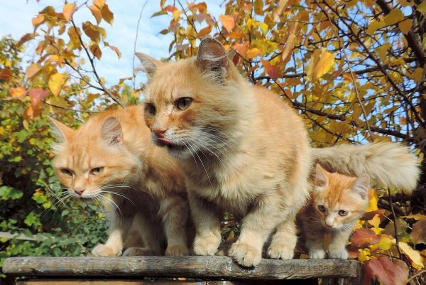 Семейство рыжих котов