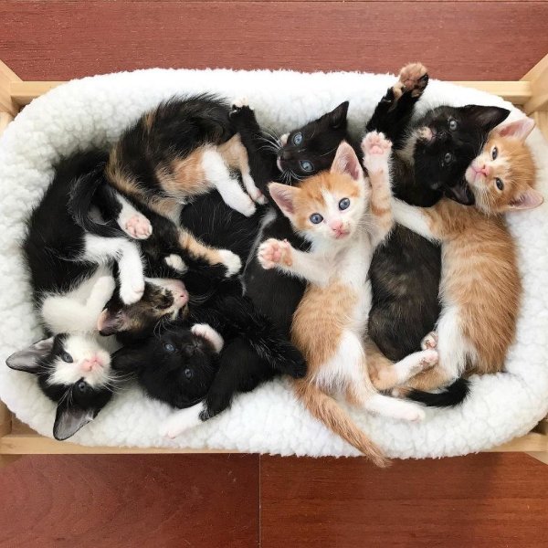 Много котят