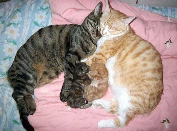 Семья кошек