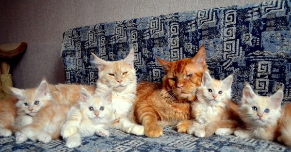 Кот Мейн кун семья