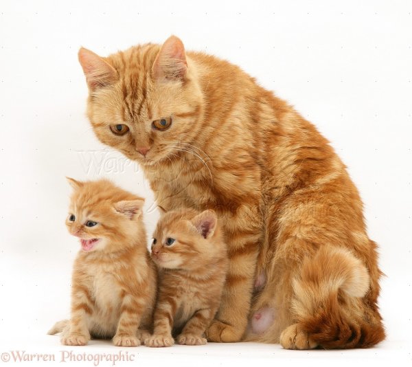 Рыжая кошка с котятами