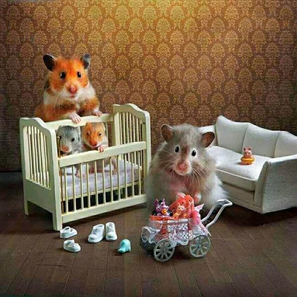 Хомячья семья