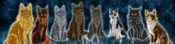 Коты Воители Звёздное племя знак