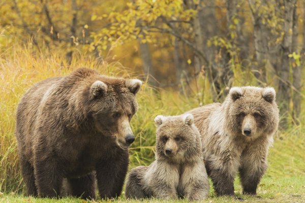 Медведь Гризли с медвежатами