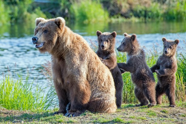 Медведь Гризли с медвежатами