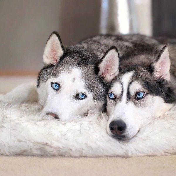 Сибирский хаски +кошка
