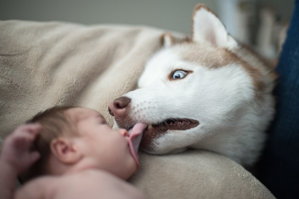 Хаски облизывает