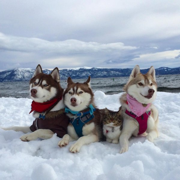 3 Хаски