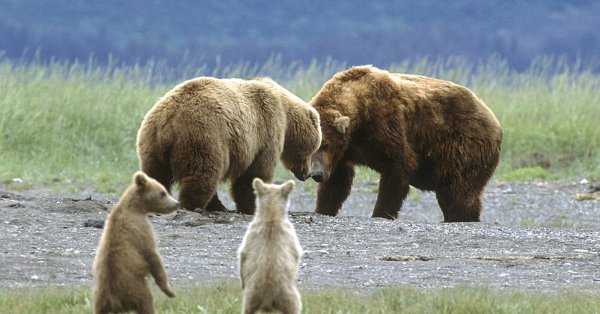 Медвежонок с мамой и папой