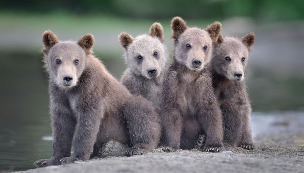 Картинки семья медвежат (45 фото)