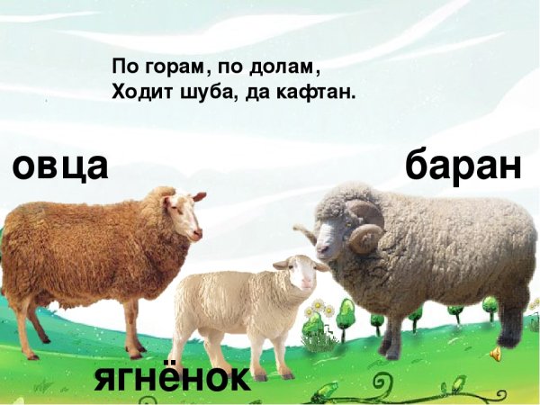 Семья овец
