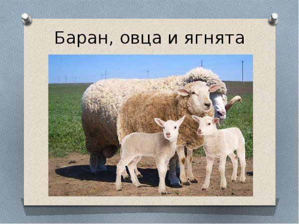 Семья овец