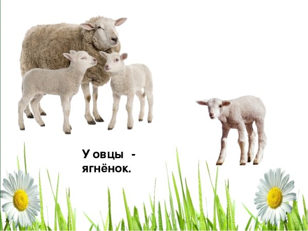 Ягненок картинка для детей