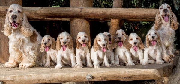 Картинки семья собак (48 фото)