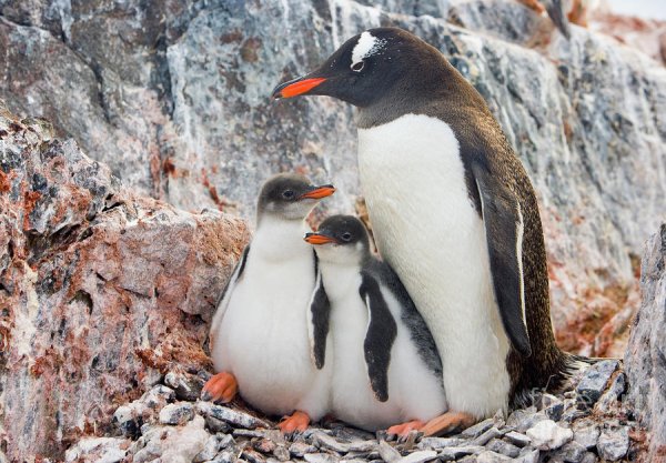 Картинки семья пингвинов (46 фото)