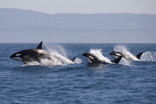 Картинки семья китов (46 фото)