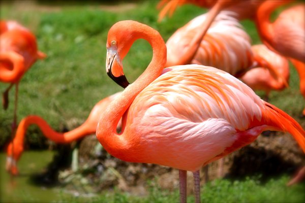 Картинки семья фламинго (47 фото)