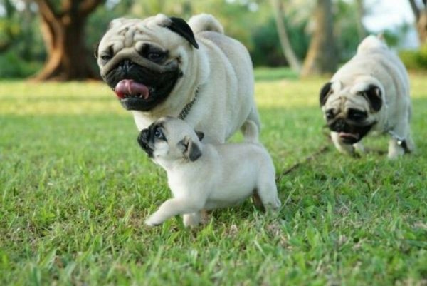 Pug Family of Dogs