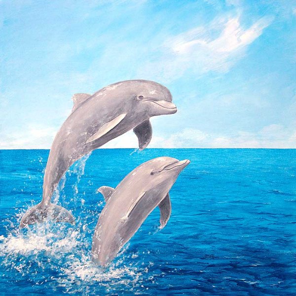 Картинки семья дельфинов (49 фото)